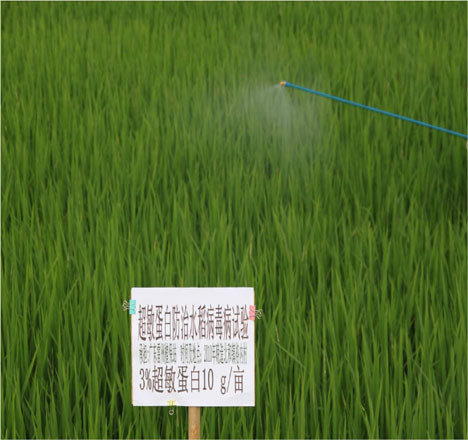 廣東水稻黑條矮縮病試驗(yàn)田