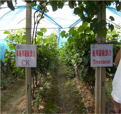 超敏蛋白在葡萄上使用后葉色濃綠，根莖粗壯