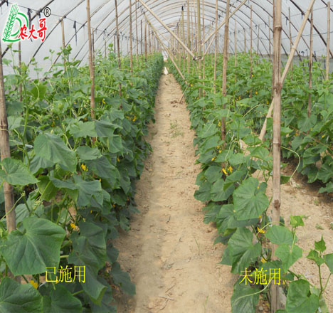 黃瓜試驗(yàn)對比