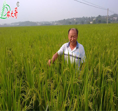 超敏蛋白在水稻上的效果