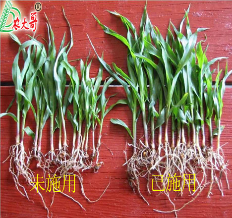 玉米幼苗試驗(yàn)對比
