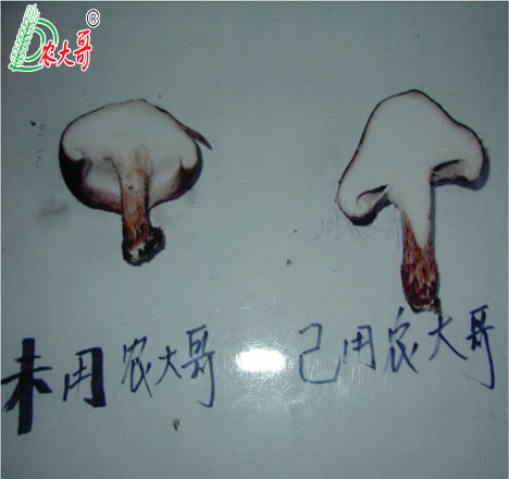 蘑菇使用后剖面圖