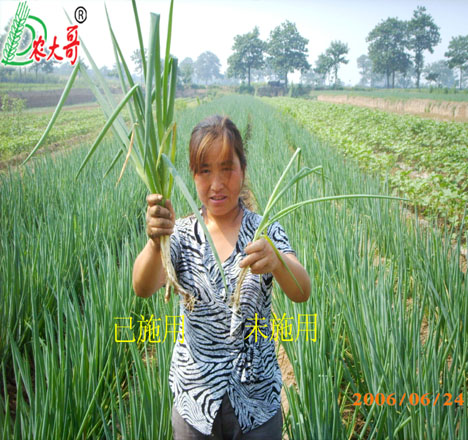 大蔥試驗(yàn)對比