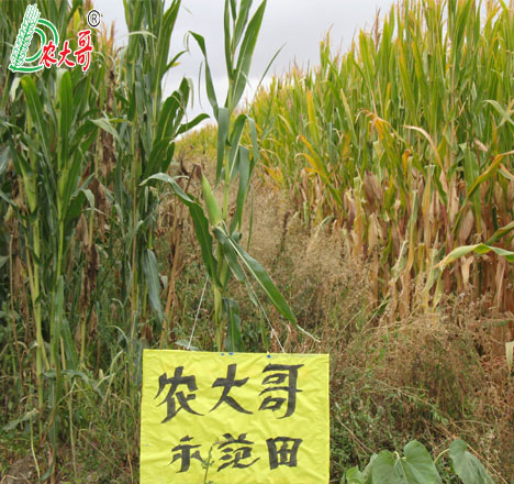 玉米試驗(yàn)對比